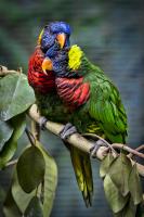 Lorikeets In Love 